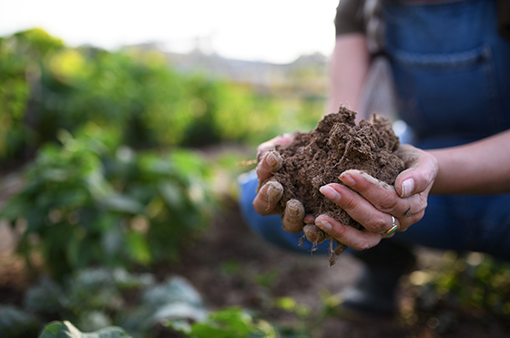 close-up-of-female-famer-hands-holding-soil-outdoo-2021-09-29-23-05-31-utc close-up-of-female-famer-hands-holding-soil-outdoo-2021-09-29-23-05-31-utc